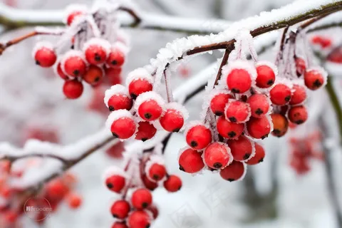 白霜覆盖在红色果实上霜降摄影图