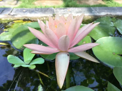 池塘小清新荷花图片