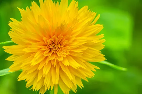 黄色菊花高清图片 黄色菊花高清图片
