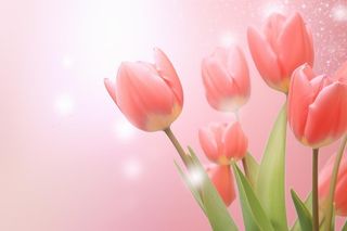 粉色清新郁金香鲜花背景