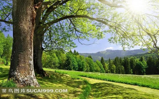 苍天大树和树林图片素材