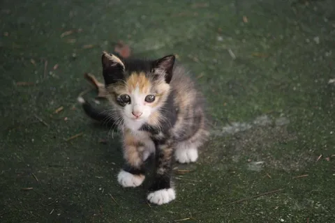 萌萌的小猫咪图片 萌萌的小猫咪图片