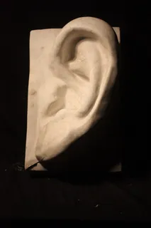 耳朵石膏模型
