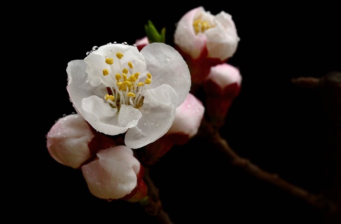 鲜花杏花图片