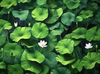 睡莲荷叶墨绿背景