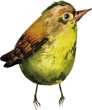 简约风手绘素描动画小鸟鸟儿免扣PNG图片素材 (11)