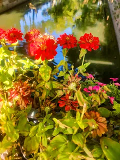 河边、小花、红色、秋天 河边、小花、红色、秋天