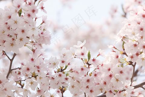 粉色淡雅樱花图片