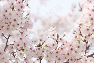 粉色淡雅樱花图片