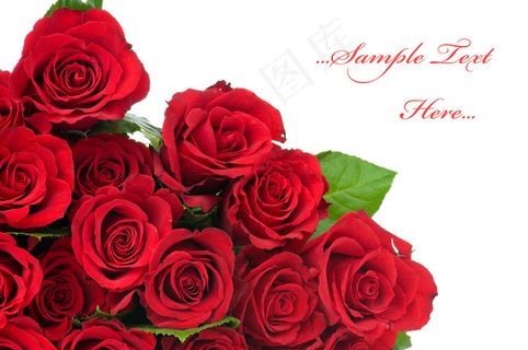 淡雅玫瑰花图片下载