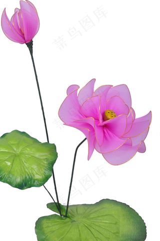 丝网荷花图片