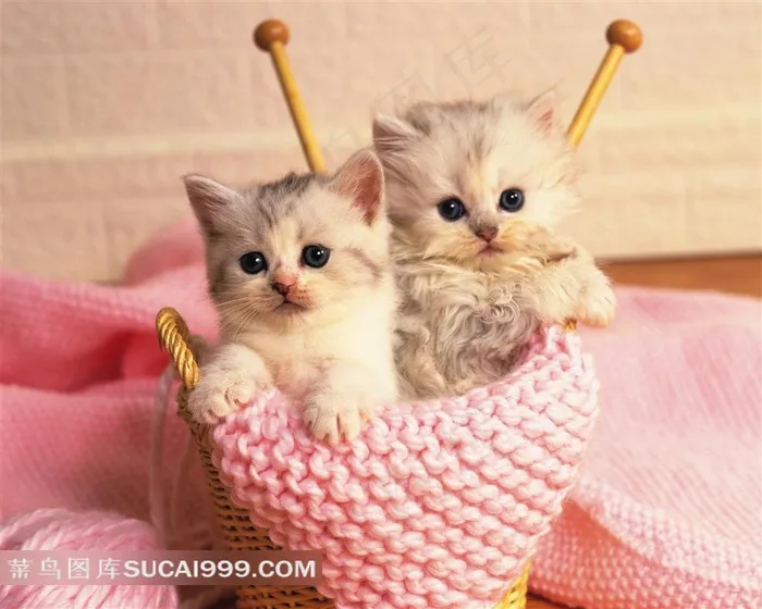 粉色毛线织物里的两只小猫