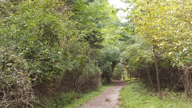 森林, 小路, 花园, 夏天, 太阳, 自然, 绿色