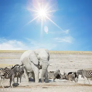 非洲大象与斑马马群图片 非洲大象与斑马马群图片