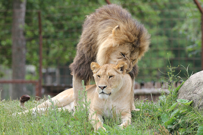 狮子动物园动物森林野生设计素材