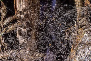 风景 露水 素材拍摄 (39)