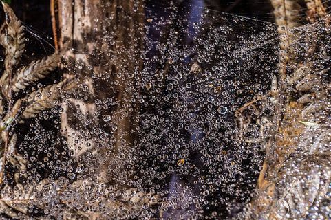 风景 露水 素材拍摄 (39) 风景 露水 素材拍摄 (39)