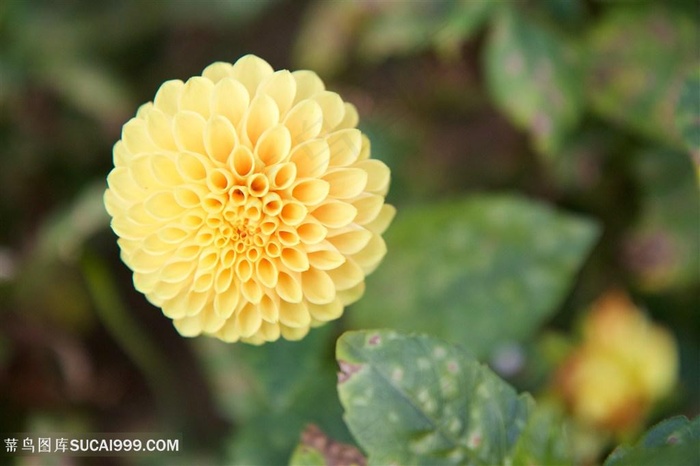 高清唯美黄色大丽花图片