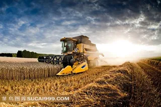 秋收麦田自然景观