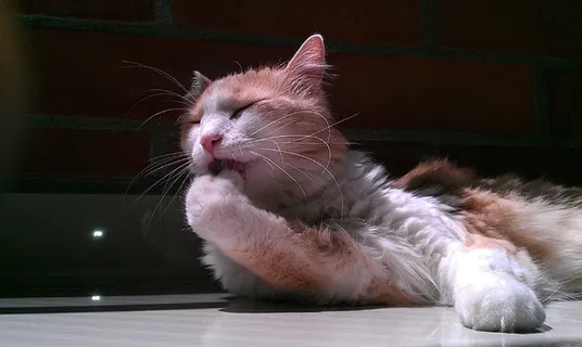 可爱猫咪 动物 素材 奶萌 (103) 可爱猫咪 动物 素材 奶萌 (103)