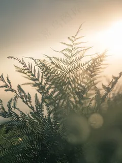 非主流蕨类植物摄影图 非主流蕨类植物摄影图