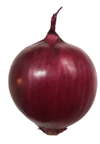 紫皮洋葱蔬菜种球免抠摄影元素素材