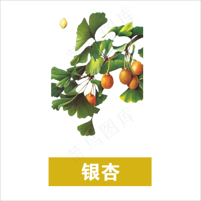 手绘草本中药药材银杏