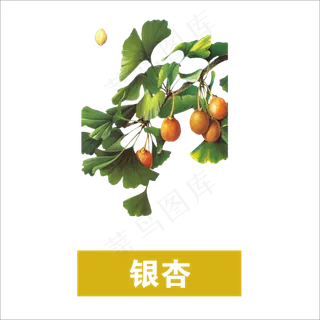 手绘草本中药药材银杏