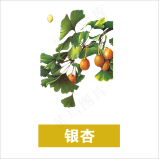 手绘草本中药药材银杏
