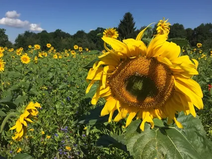 花田绽放向日葵图片
