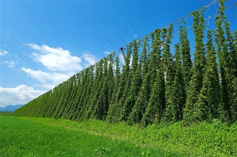 菜园菜棚高清图片 菜园菜棚高清图片