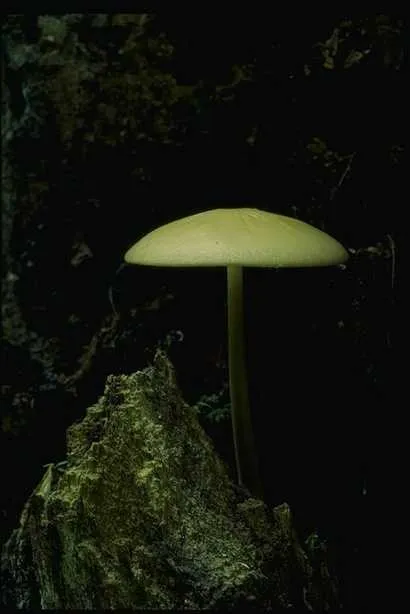 蘑菇图片