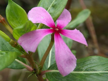 长春花唯美图片下载 长春花唯美图片下载