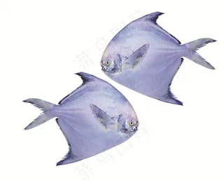 白色背景中的平鱼