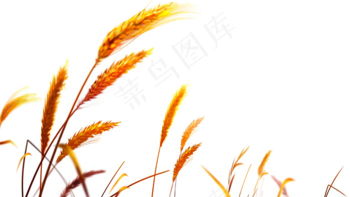 免抠农家小麦实物摄影
