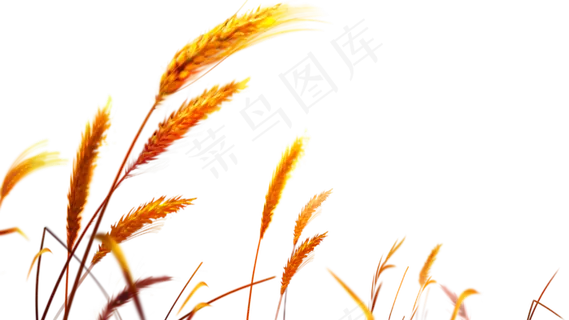 免抠农家小麦实物摄影