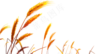 免抠农家小麦实物摄影