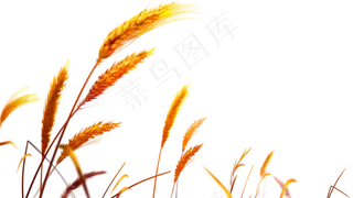 免抠农家小麦实物摄影