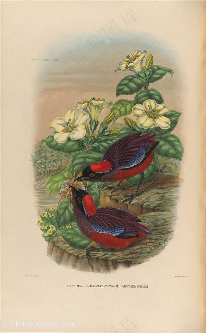 高清白色鲜花与捉虫的小鸟油画图片