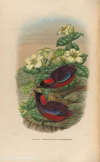 高清白色鲜花与捉虫的小鸟油画图片