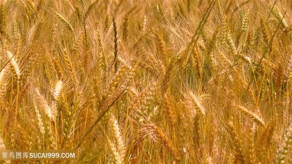 唯美粮食麦子