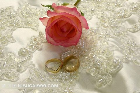 高清玫瑰花背景图片下载