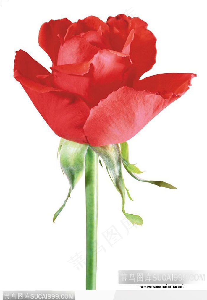 玫瑰花束-一支漂亮的红色玫瑰