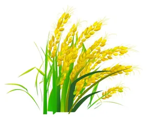 稻穗麦子稻子元素