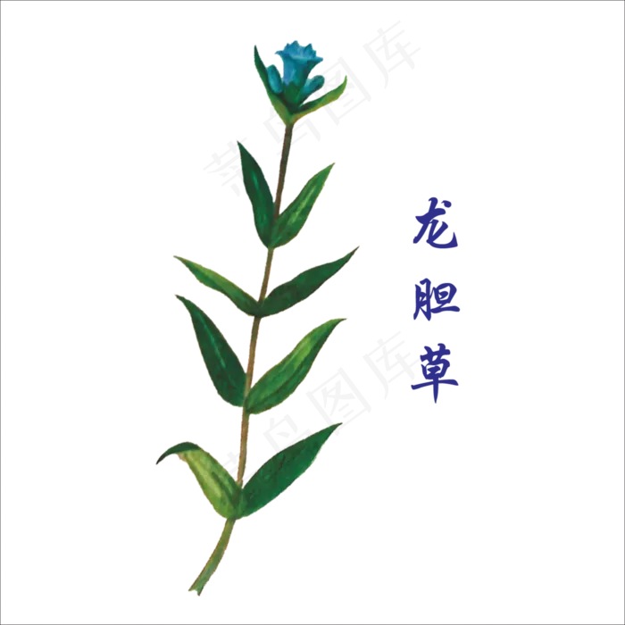 手绘草本中药药材龙胆草