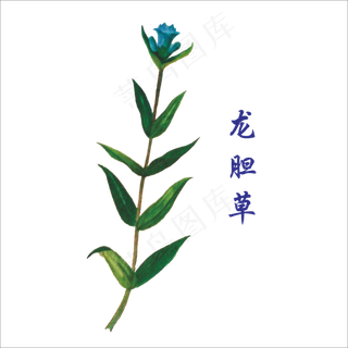手绘草本中药药材龙胆草