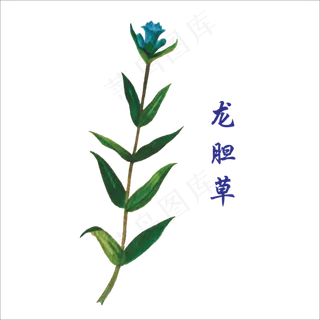 手绘草本中药药材龙胆草