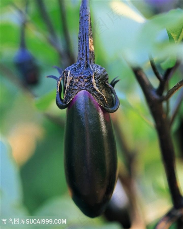 新鲜的蔬菜茄子