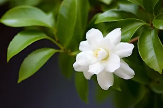 白色栀子花树叶摄影图