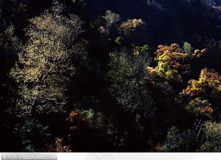 新都桥秋色树荫